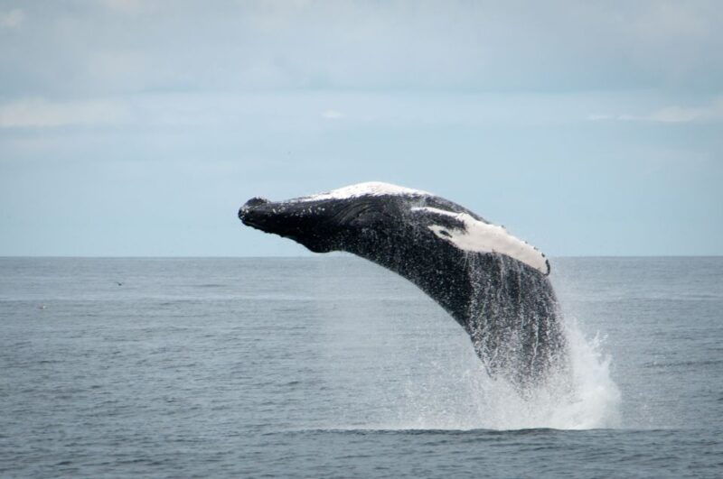 reykjavik-whales-and-puffins-cruise-combo-tour