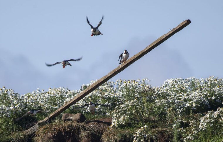 reykjavik-whales-and-puffins-cruise-combo-tour