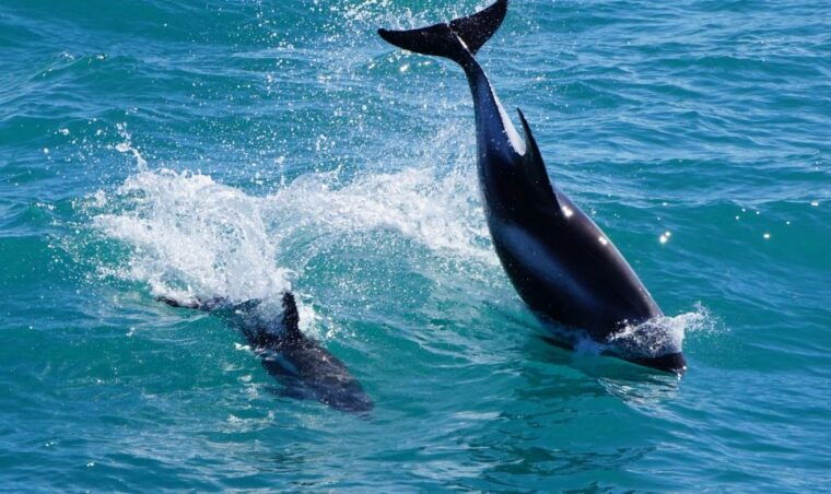reykjavik-whales-and-puffins-cruise-combo-tour
