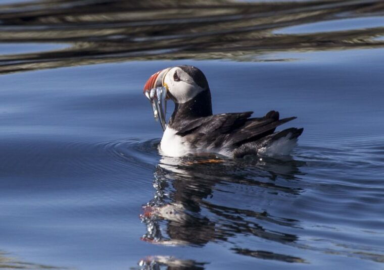 reykjavik-whales-and-puffins-cruise-combo-tour