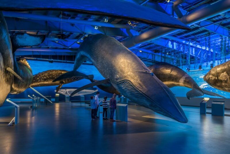 reykjavik-whales-of-iceland-museum-entrance-ticket