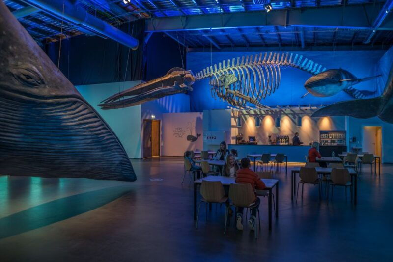 reykjavik-whales-of-iceland-museum-entrance-ticket