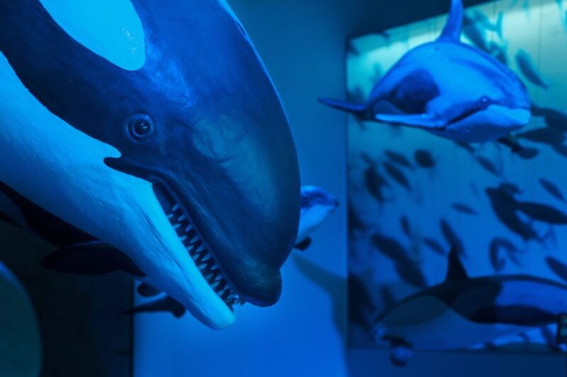 reykjavik-whales-of-iceland-museum-entrance-ticket