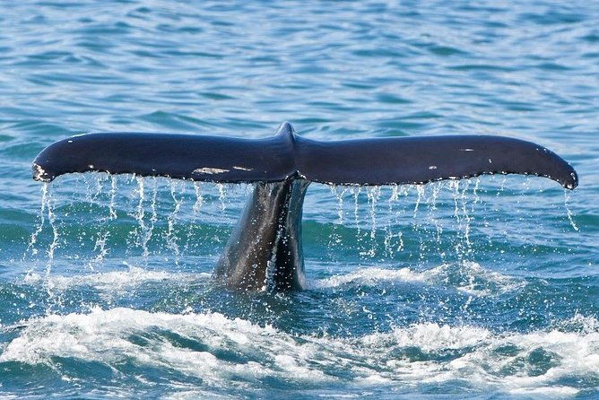 reykjavik-whales-white-water-rafting-adventure