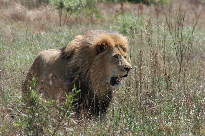 Rhino and Lion Park Guided Tour from Johannesburg - Practical Details
