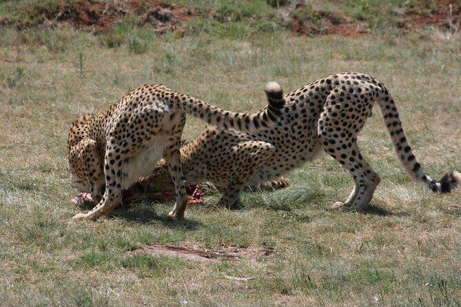 Rhino and Lion Park Guided Tour from Johannesburg - Who Would Love This Tour?