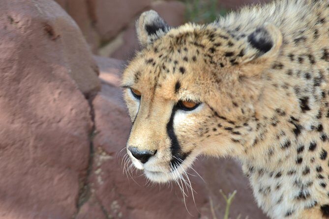Rhino and Lion Park Guided Tour from Pretoria, THURSDAYS & SUNDAYS - Key Points