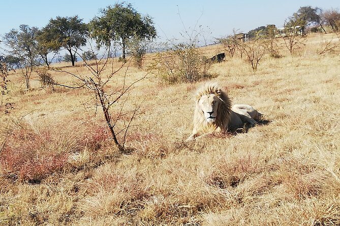 Rhino and Lion Park Half Day Safari from Johannesburg - FAQ