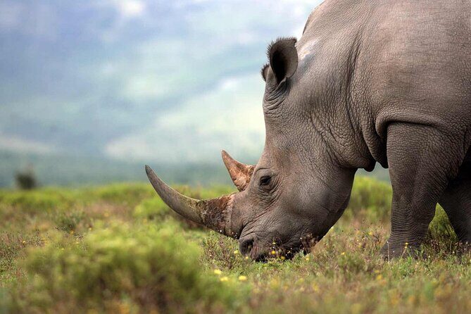 Rhino and Lion Park Safari Tour - What to Expect from the Rhino and Lion Park Safari