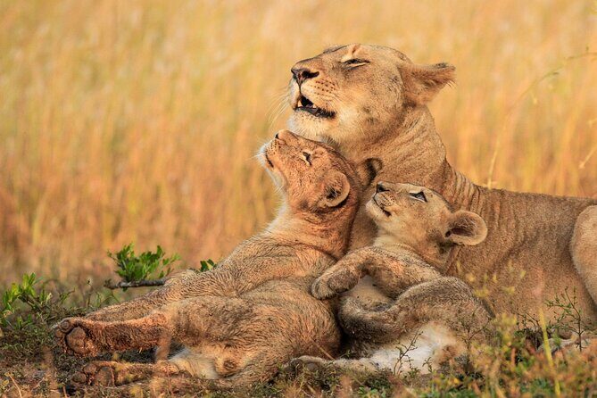 Rhino and Lion Park Safari Tour - FAQ