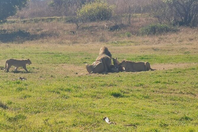 Rhino And Lion Safari with Wondercave Tour - A Closer Look at the Tour Experience