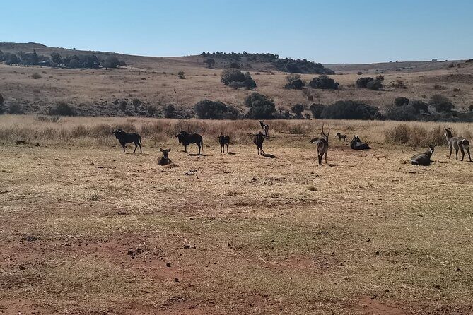 Rhino And Lion Safari with Wondercave Tour - Why This Tour Offers Good Value