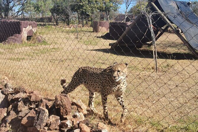 Rhino And Lion Safari with Wondercave Tour - Final Thoughts: Is It Worth It?