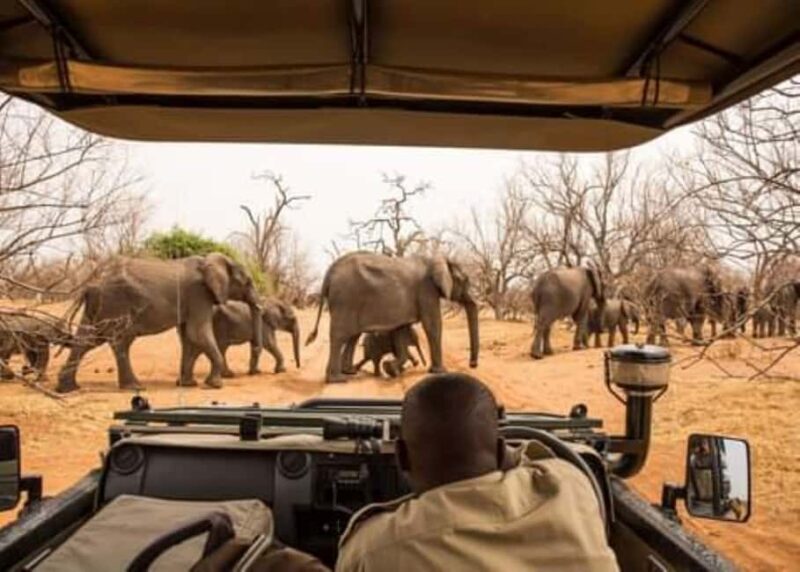 Rhino Game Drive - Final Thoughts: Who Will Love This Tour?