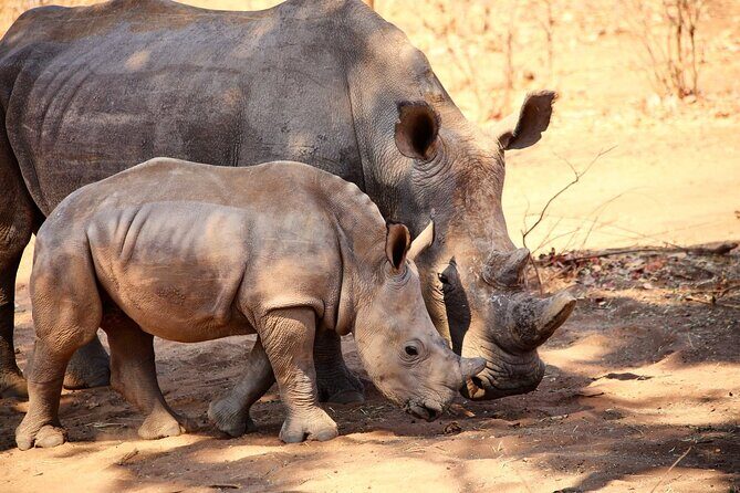 Rhino Game Drive - What’s the Value?