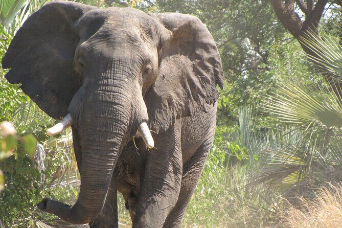 Rhino Game Drive - Who Should Consider This Tour?