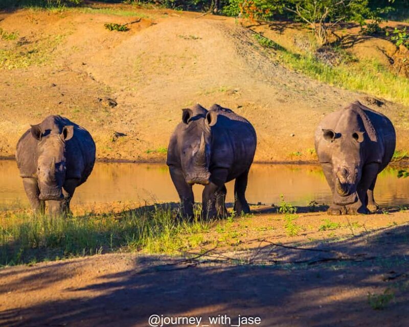 Rhino game drive - Mosi-oa-tunya national park - Key Points
