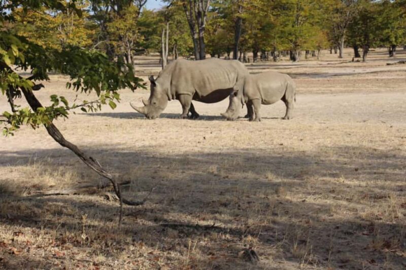 Rhino game drive - Mosi-oa-tunya national park - The Sum Up