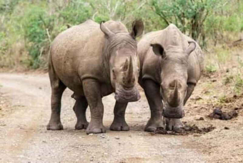 Rhino Game Drive - Mosi-oa-tunya National Park - Key Points