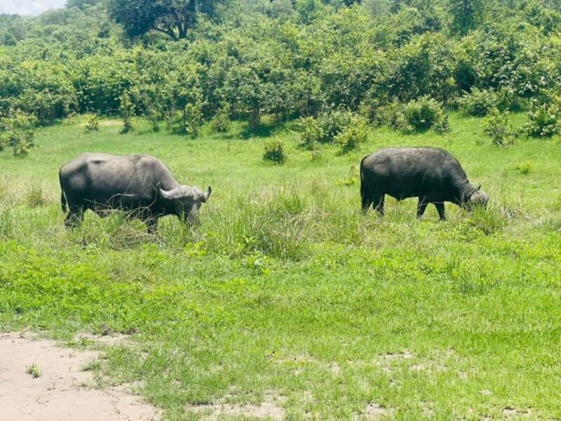 Rhino Game Drive - Mosi-oa-tunya National Park - Practical Details and Considerations
