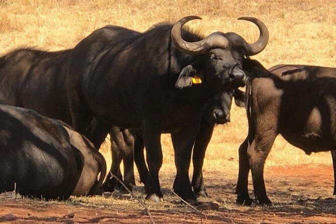 Rhino & Lion Nature Reserve - The Sum Up: Is This Tour Right for You?