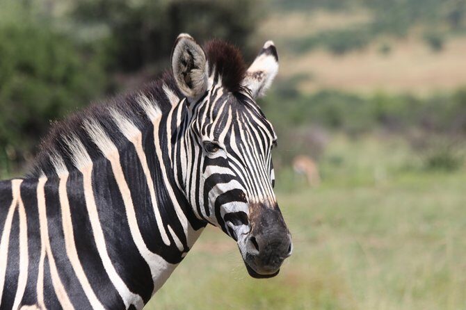Rhino & Lion Nature Reserve & Wonder Caves - Exploring the Rhino & Lion Nature Reserve