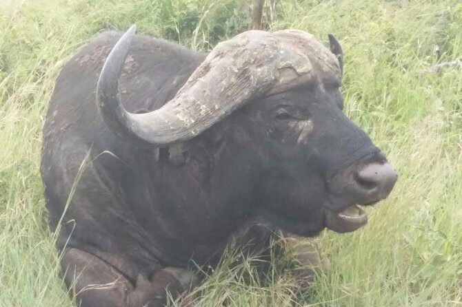Rhino & Lion Nature Reserve & Wonder Caves - Who Will Love This Tour?
