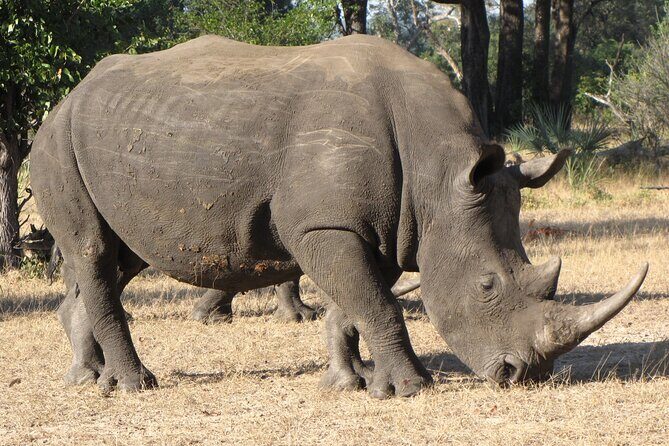Rhino Walk - FAQ