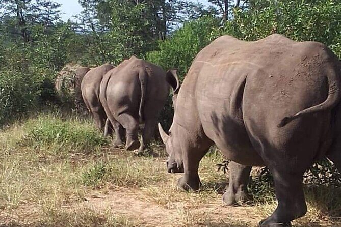 Rhino Walking Safari - Key Points