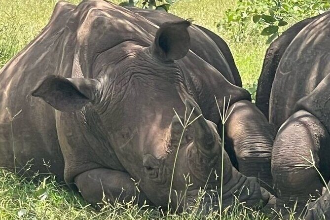 Rhino walking Safari - Who Should Consider This Tour?