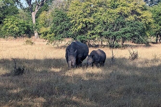 Rhino walking Safari - FAQ