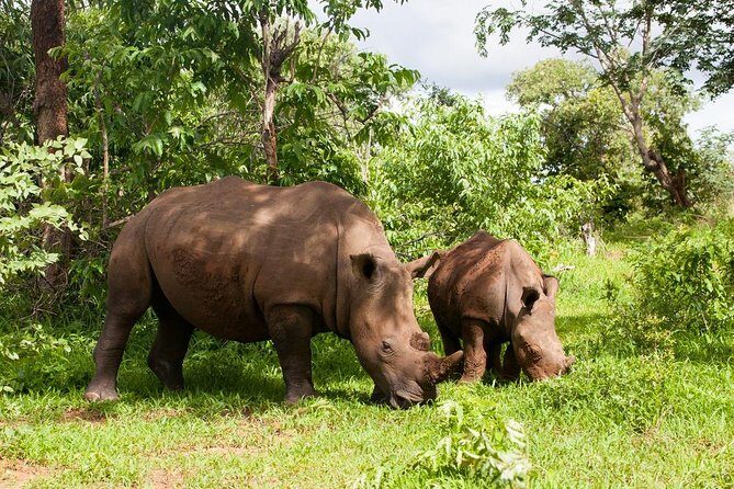 Rhino Walking Safari in the Musi Otunya National Park - Introduction: Why This Tour is Special
