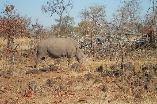 Rhino Walking Safari in the Musi Otunya National Park - The Value of This Experience