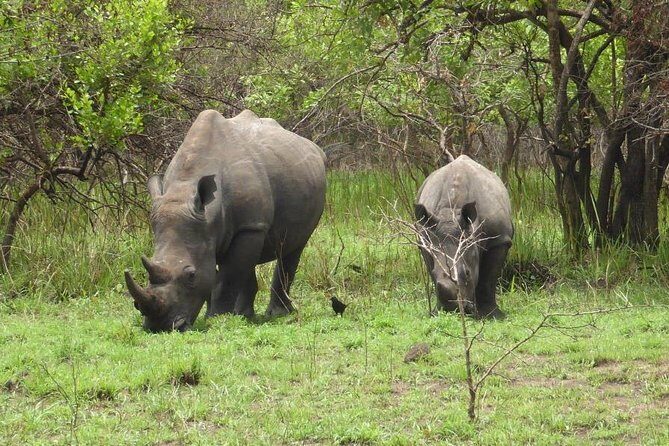 Rhino Walking Safari in the Musi Otunya National Park - The Sum Up: Is This Tour Worth It?