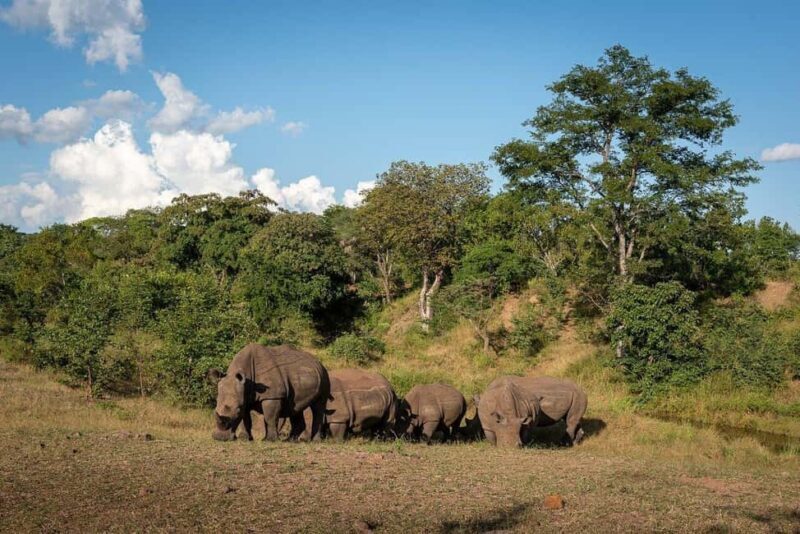Rhino Walking Safari -Mosi -oa- Tunya National Park - An In-Depth Look at the Rhino Walking Safari Experience