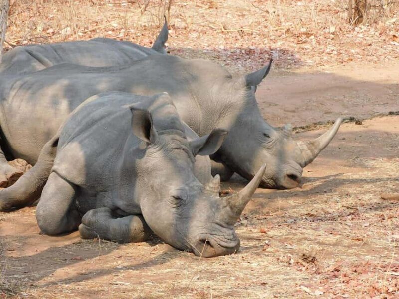 Rhino Walking Safari -Mosi -oa- Tunya National Park - Who Should Consider This Safari?