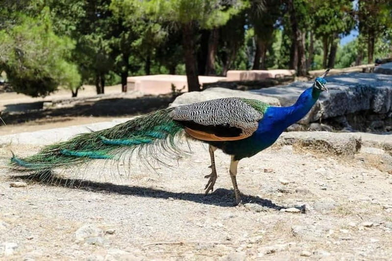 Rhodes: Butterfly Valley and Filerimos Hill Bus Trip - Real Experiences and Honest Feedback