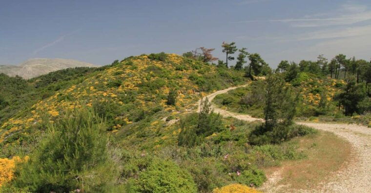 rhodes-safari-with-experienced-driver-south-pick-ups