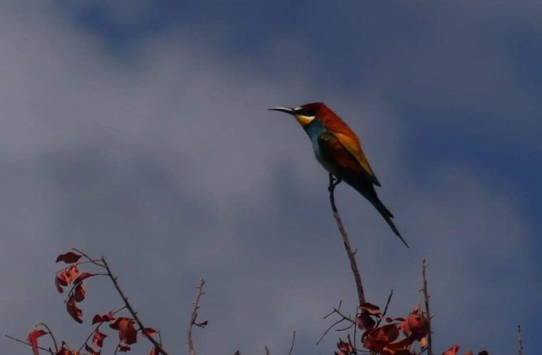 rhodes-safari-with-experienced-driver-south-pick-ups