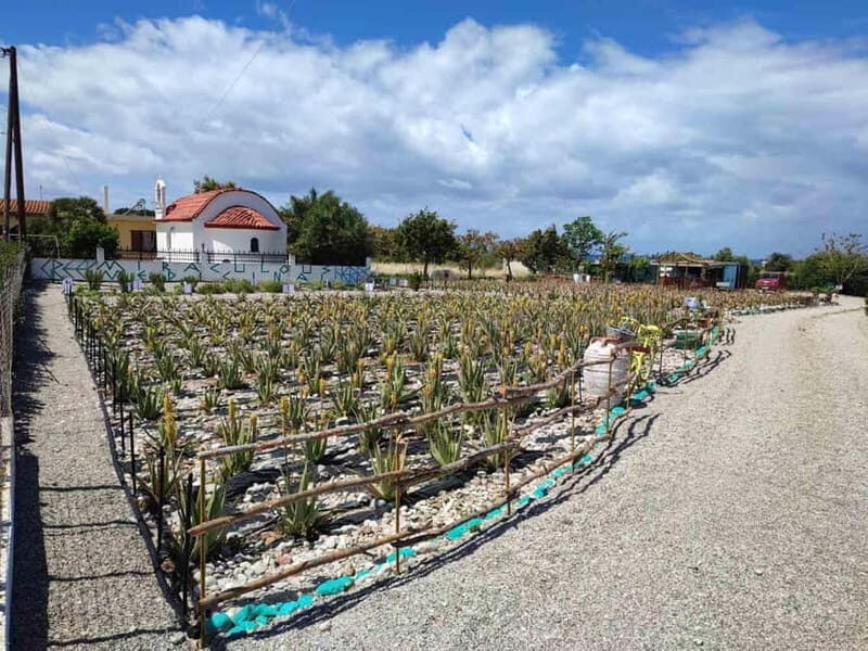 Rhodes:Explore the farm's paths & discover aloe vera & herbs - Who Will Love This Experience?