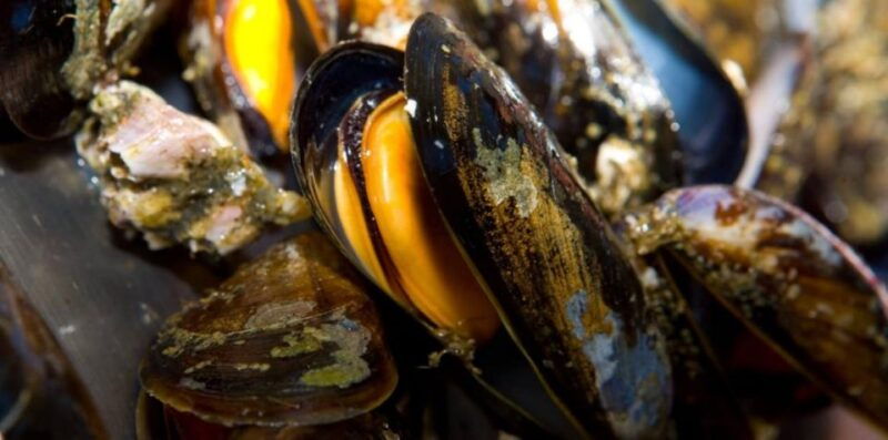 ria-de-arousa-boat-ride-to-mussel-farm-with-tasting