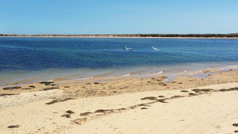 ria-formosa-armona-and-culatra-islands-boat-tour