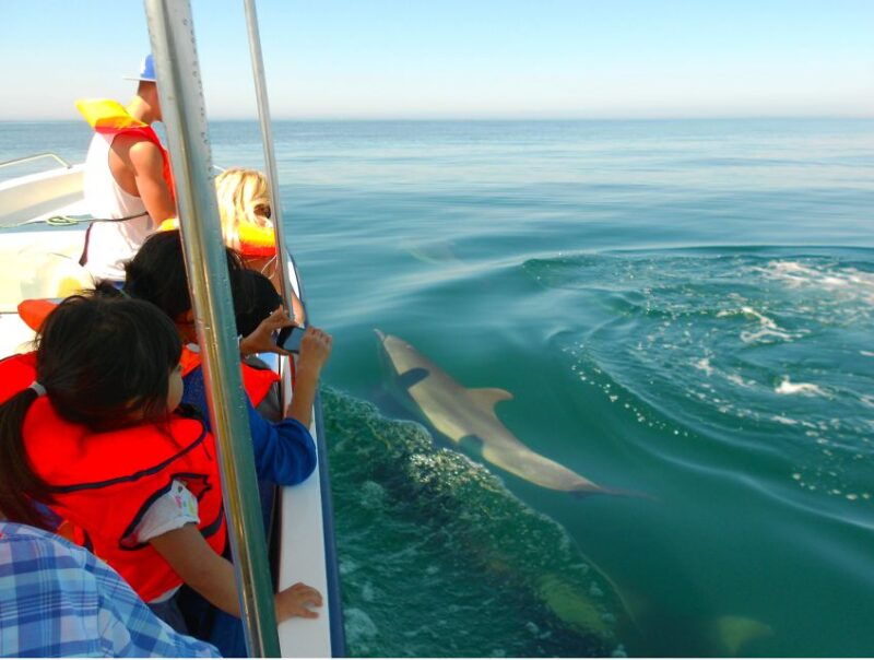 ria-formosa-dolphin-watching-boat-tour