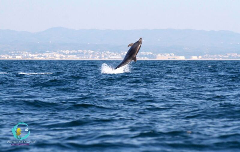 ria-formosa-dolphin-watching-boat-tour