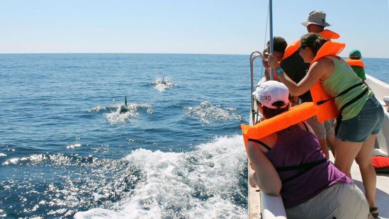 ria-formosa-dolphin-watching-boat-tour