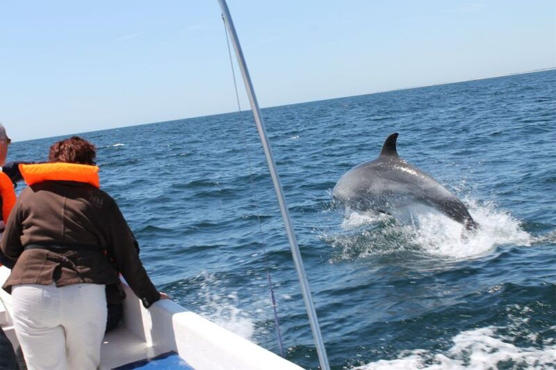 ria-formosa-dolphin-watching-boat-tour