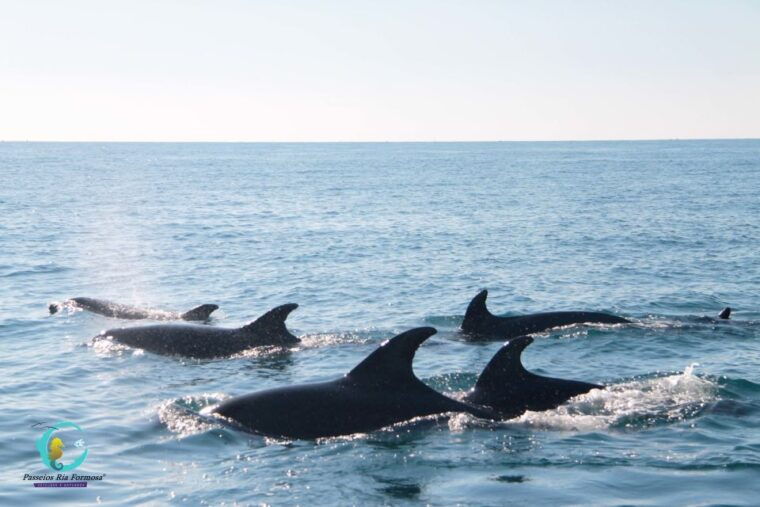 ria-formosa-dolphin-watching-boat-tour