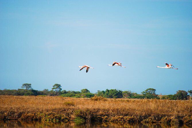 Ria Formosa Natural Park Birdwatching Segway Tour from Faro - Analyzing the Value