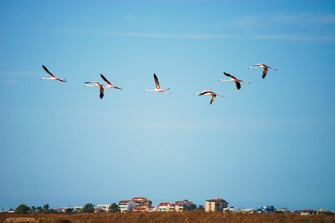 Ria Formosa Natural Park Birdwatching Segway Tour from Faro - The Sum Up