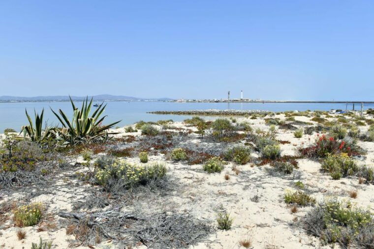 ria-formosa-sightseeing-boat-tour-from-olhao